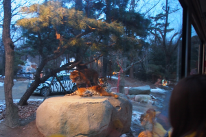 Harimau Di Safari Everland Seoul Korea Trip