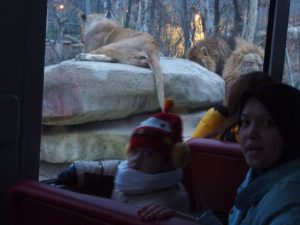 Safari Di Taman Tema Everland Semasa Trip Korea