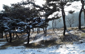 Salji Memenuhi Pokok Pine Korea Trip